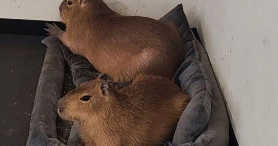 Антикафе с капибарами закрыли в Санкт-Петербурге из-за серьёзных нарушений