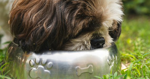 Почему мыть миски домашних животных важнее, чем вы думаете