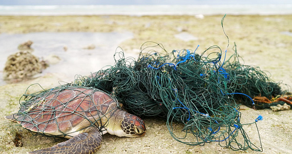 Правительство Великобритании отказалось запретить донное траление спустя четыре месяца после обещания сделать это