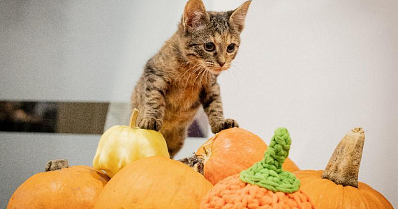 Семейный благотворительный фестиваль «Тыквы и Коты» пройдёт в Москве 2 ноября 