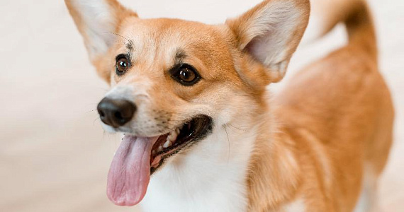 В России хотят ограничить количество домашних животных в квартирах и создать базу питомцев