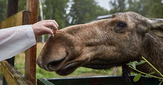 Бесплатный вебинар о заповедных территориях пройдёт 20 ноября на платформе Ecowiki 