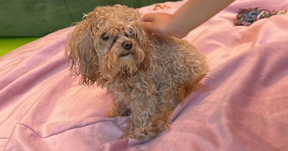 «Мальтипу Броски» в Москве продолжает работу, несмотря на петиции и общественный шок