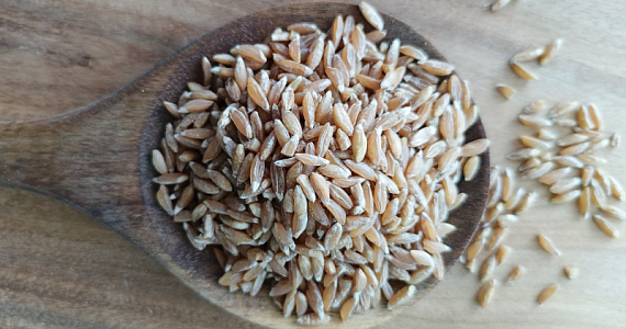 «Предок пшеницы»: польза и возвращение полбы