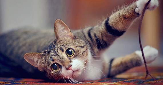 Калифорния официально запрещает удаление когтей у кошек