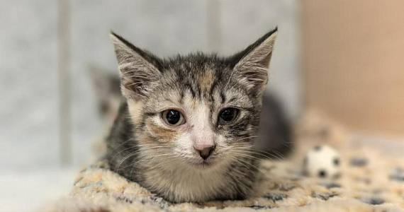 Больше не голодные и не больные: «Преданное сердце» открыло сбор на лечебный корм для кошек с проблемами ЖКТ