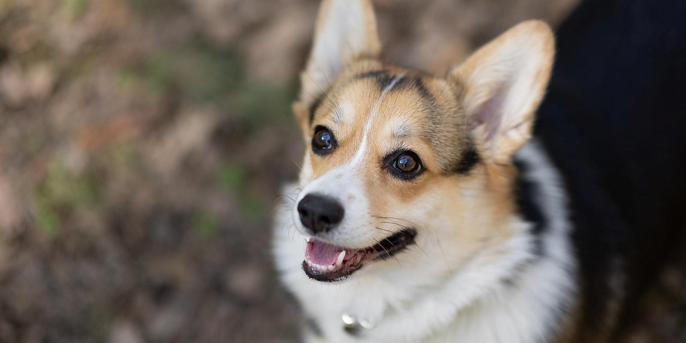 Из приюта – в семью: сервис «Моспитомец» помогает найти друга