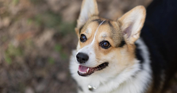 Из приюта – в семью: сервис «Моспитомец» помогает найти друга