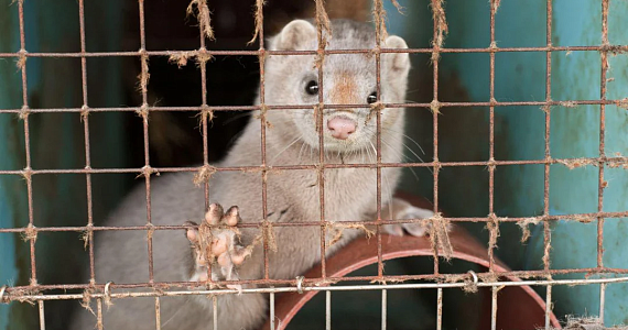 Историческое решение: Польша запрещает пушное звероводство