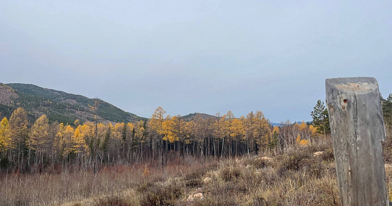 Фонду «Озеро Байкал» удалось сохранить леса даже в засуху: 75% посаженных деревьев прижились