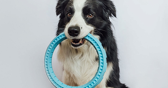 Новое исследование: Собаки способны различать игрушки по их функциям