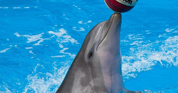 Мексика прекращает шоу с дельфинами и другими морскими животными