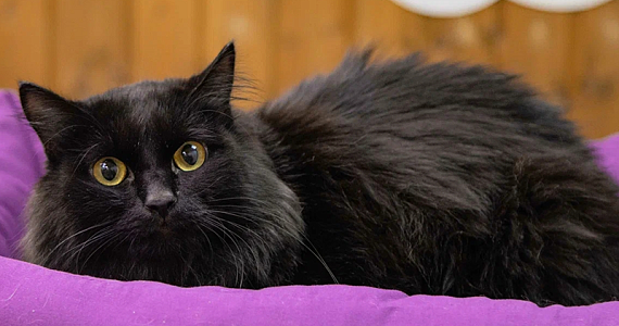 День защиты чёрных котов: как помочь животным вместе с Планета.ру