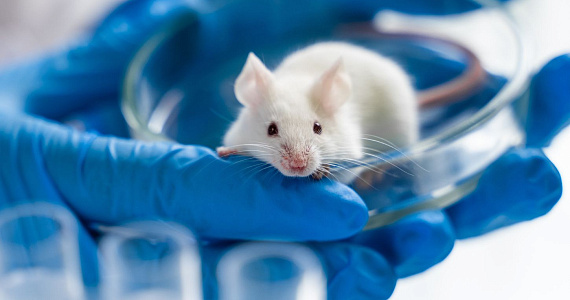 Министр науки Великобритании предлагает план по замене испытаний на животных искусственным интеллектом и тканями, напечатанными на 3D-принтере