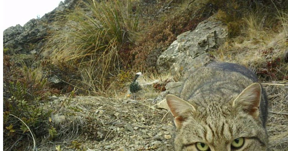 Новая Зеландия планирует убить больше 2,5 млн диких кошек до 2050 года 