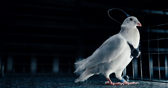 В России тестируют голубей-«биодронов»: ещё одна форма эксплуатации животных