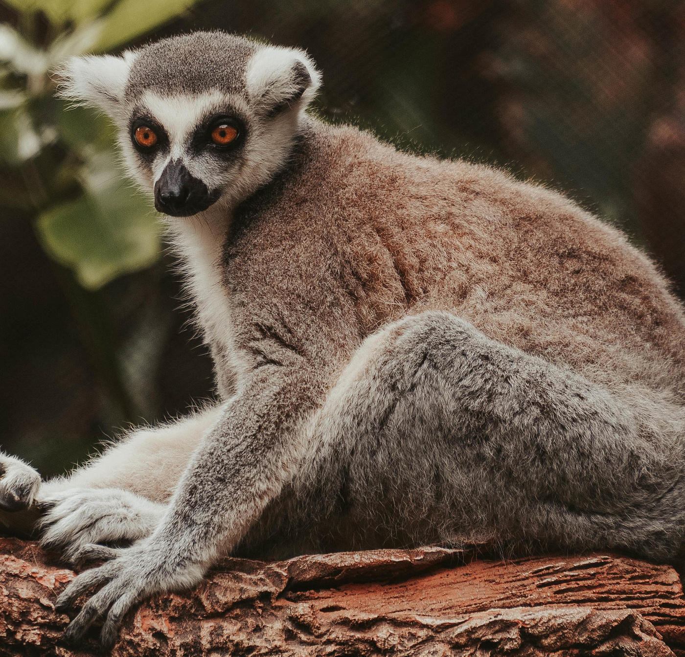 Любители «деликатесов» буквально съедают популяцию лемуров на Мадагаскаре