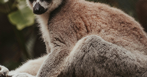 Любители «деликатесов» буквально съедают популяцию лемуров на Мадагаскаре