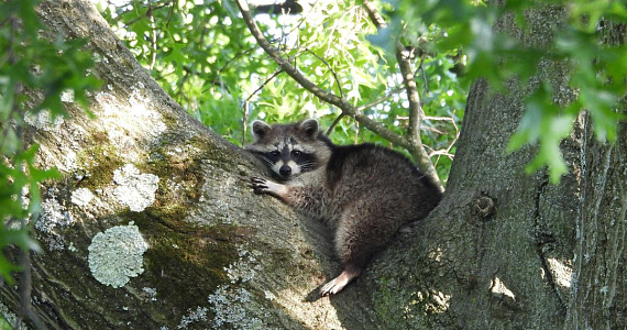 Еноты адаптируются к городской жизни, и это плохо