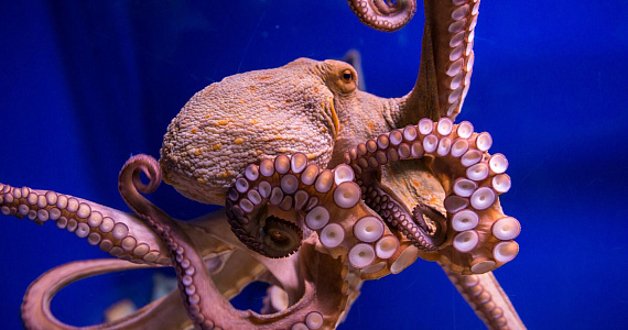 Организация по защите животных CIWF привлекает внимание к «растущей угрозе» разведения осьминогов