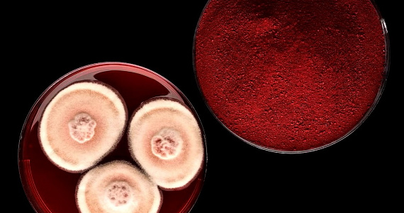 Датская компания Chromologics представляет экологичный и безопасный веганский пищевой краситель