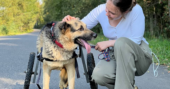 Тверской приют открыл сбор средств на содержание более 500 спасенных собак и кошек: помочь может каждый