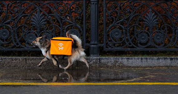 «Лай-фай»: бездомных собак в Екатеринбурге оснастили роутерами