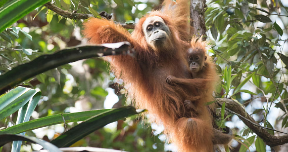 Золотодобыча в Суматре ставит под угрозу редчайших орангутанов