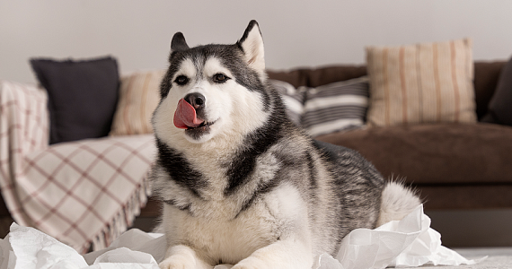 Правительство поддержало идею быстрее наказывать за плохое обращение с животными