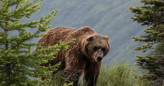 Гибриды белого и бурого медведя – тревожный сигнал для Арктики