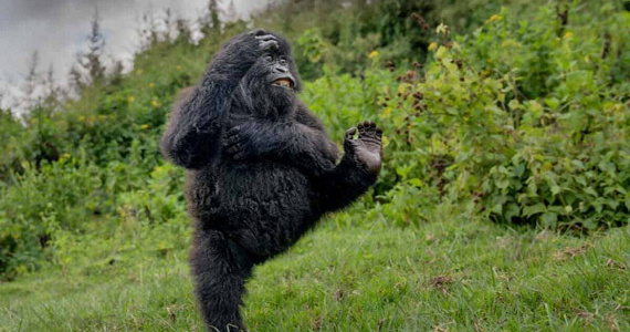 Дикий юмор: объявлены победители Nikon Comedy Wildlife Awards 2025