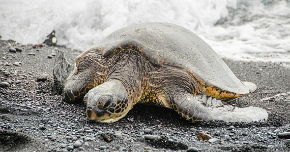 Сотни морских черепах замерзают из-за изменения климата, влияющего на прибрежные воды