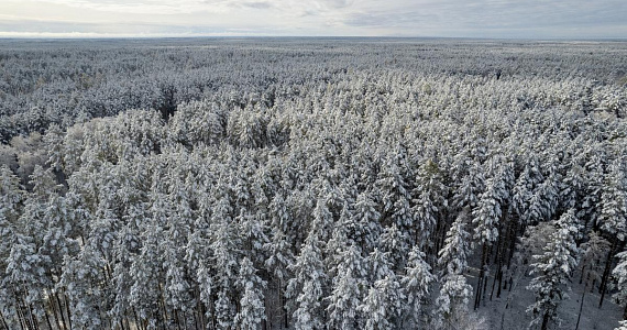Одно дерево или целый лес: необычный новогодний подарок от «Посади лес»