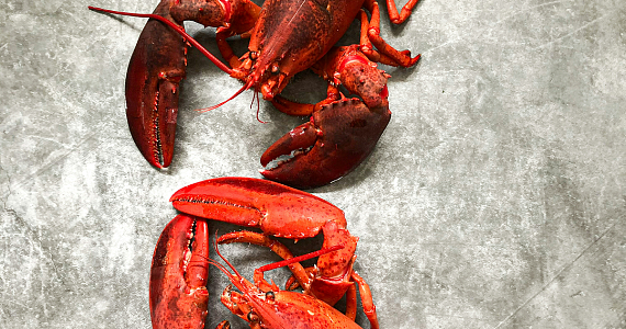 В Англии запретят варку живых омаров 