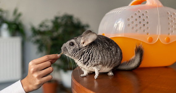 Московский суд запретил объявления о продаже шиншилл в интернете