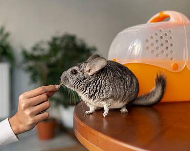 Московский суд запретил объявления о продаже шиншилл в интернете