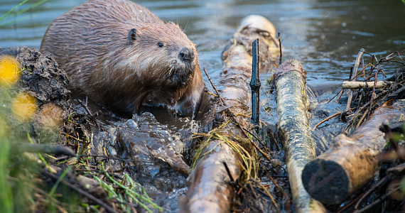 В одном из графств Англии впервые за 500 лет замечены дикие бобры