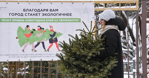 Куда сдать ёлку после праздников: открыты пункты приёма