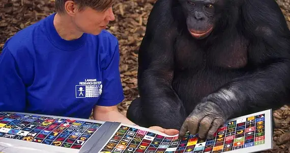 Животные умеют «читать», но совсем не так, как мы