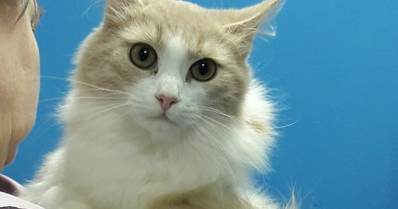 В Туле собирают средства на стерилизацию бездомных кошек