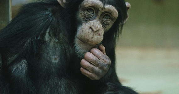 Японская шимпанзе Ай, умевшая считать и рисовать, умерла в возрасте 49 лет
